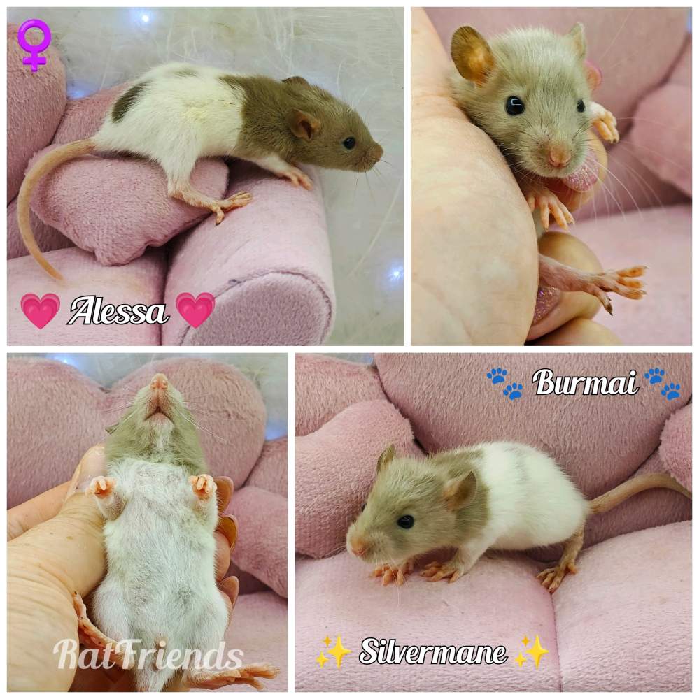 Fancy rat Available for rehoming Rattus norvegicus 