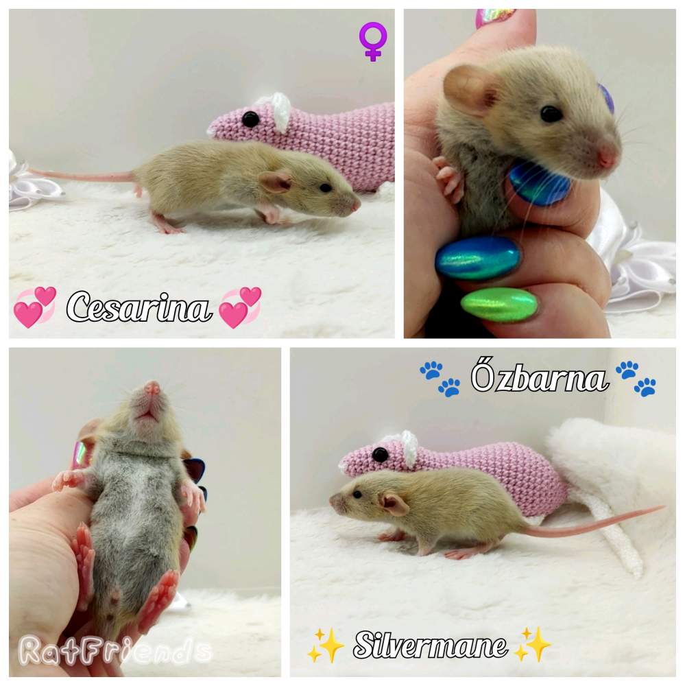 Fancy rat Breeder Rattus norvegicus 