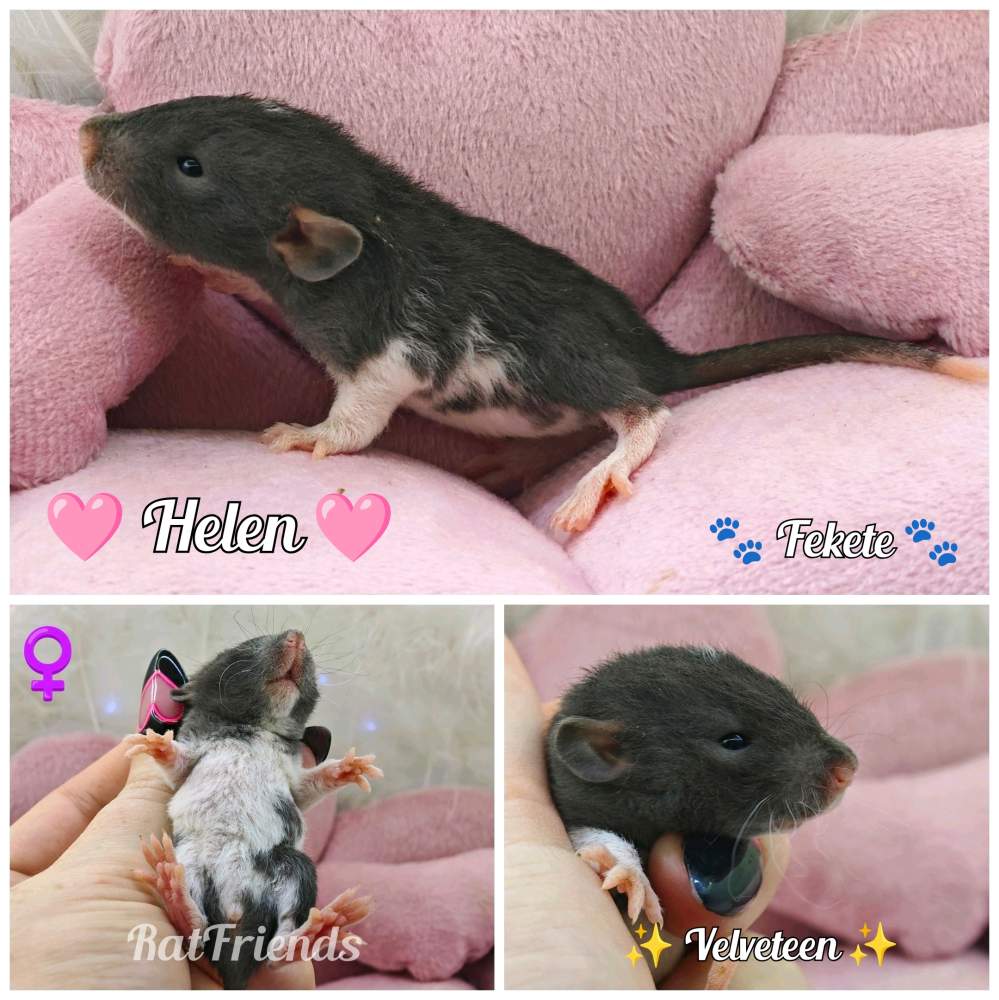 Fancy rat Available for rehoming Rattus norvegicus 