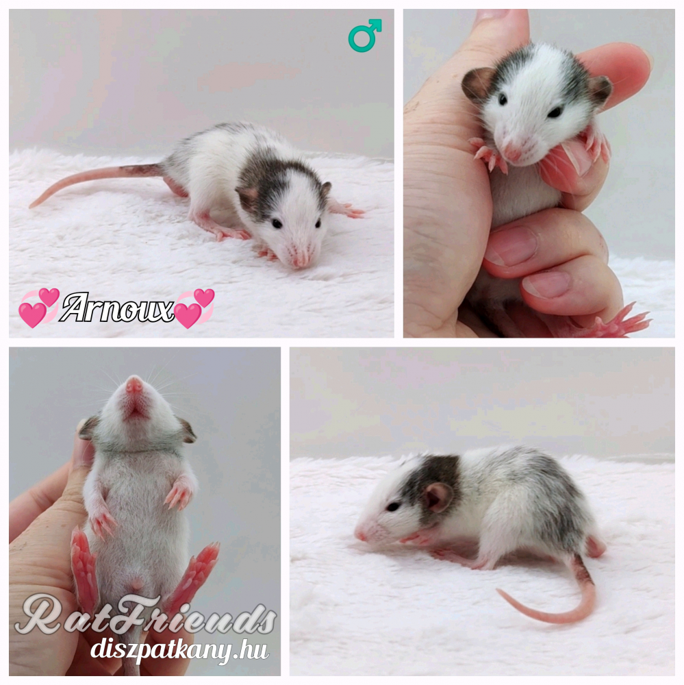 Fancy rat Owned by other Rattus norvegicus 