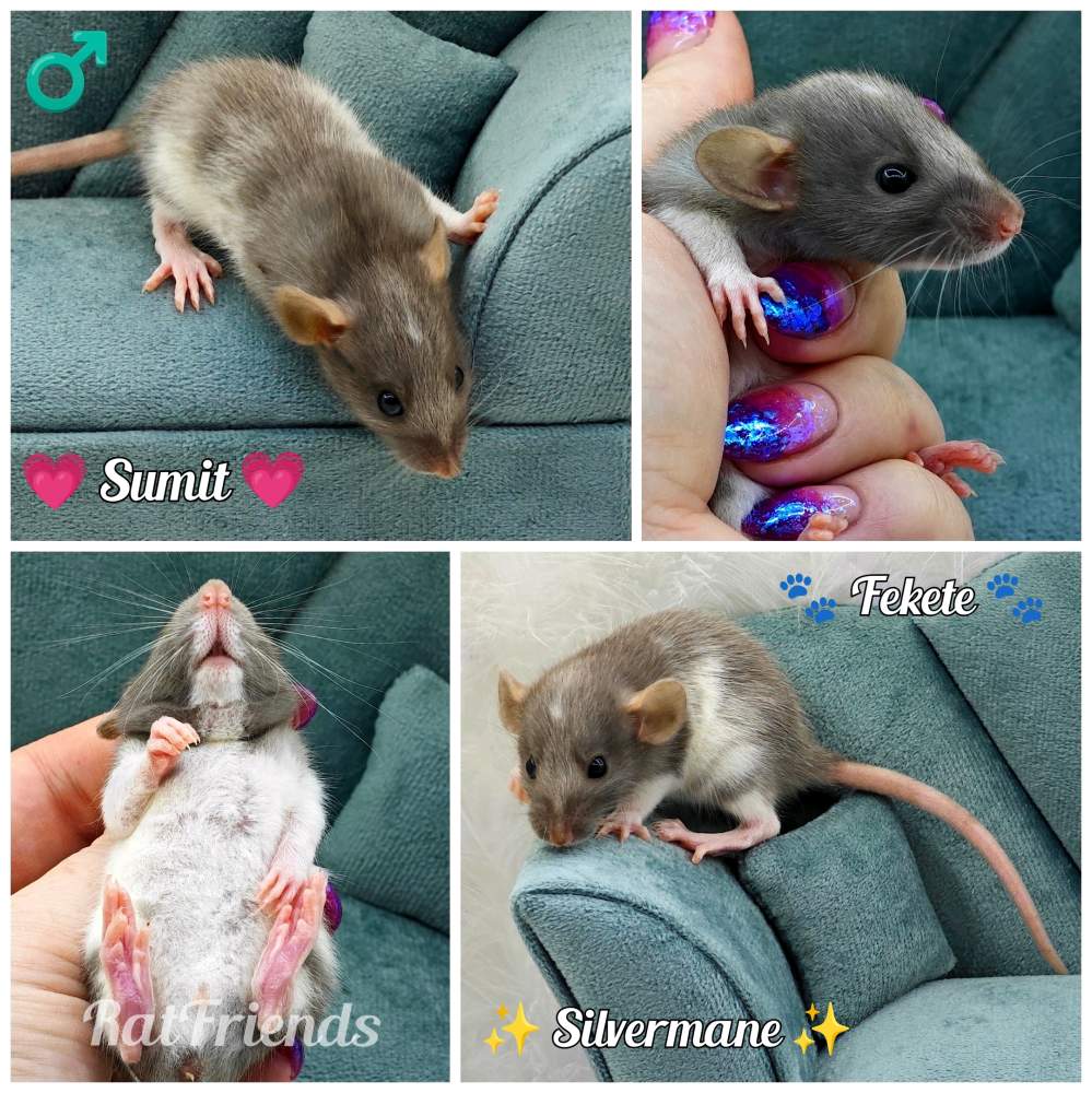 Fancy rat Breeder Rattus norvegicus 