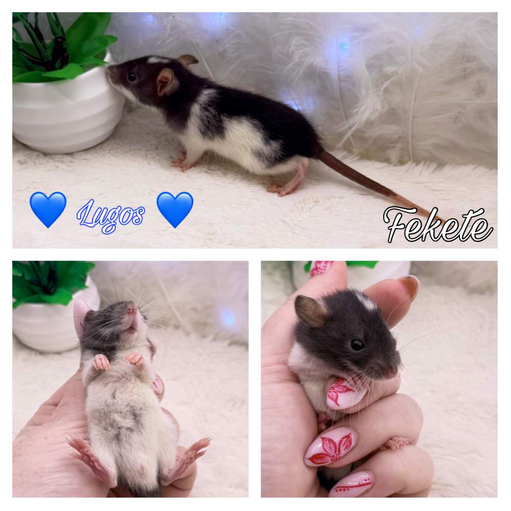 Fancy rat Available for rehoming Rattus norvegicus 
