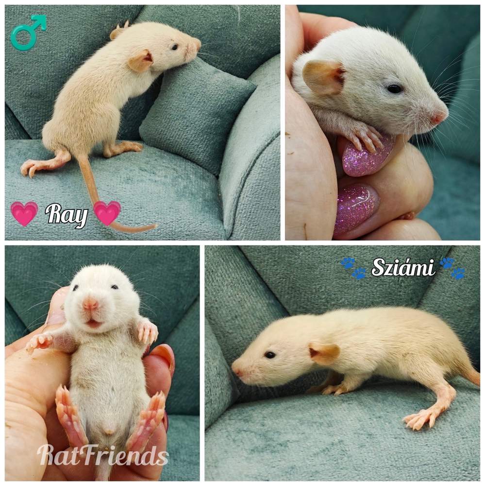 Fancy rat Rehomed Rattus norvegicus 