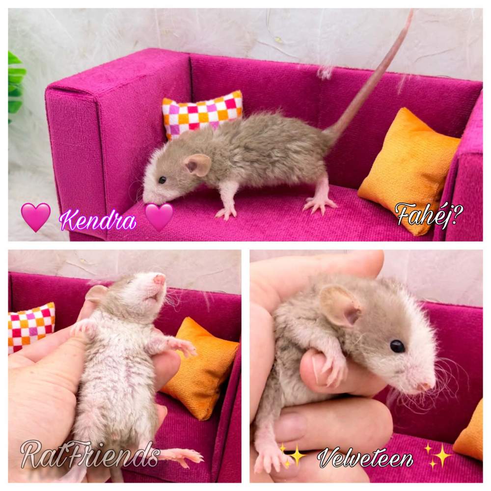 Fancy rat Breeder Rattus norvegicus 
