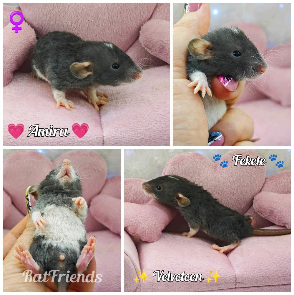 Fancy rat Available for rehoming Rattus norvegicus 