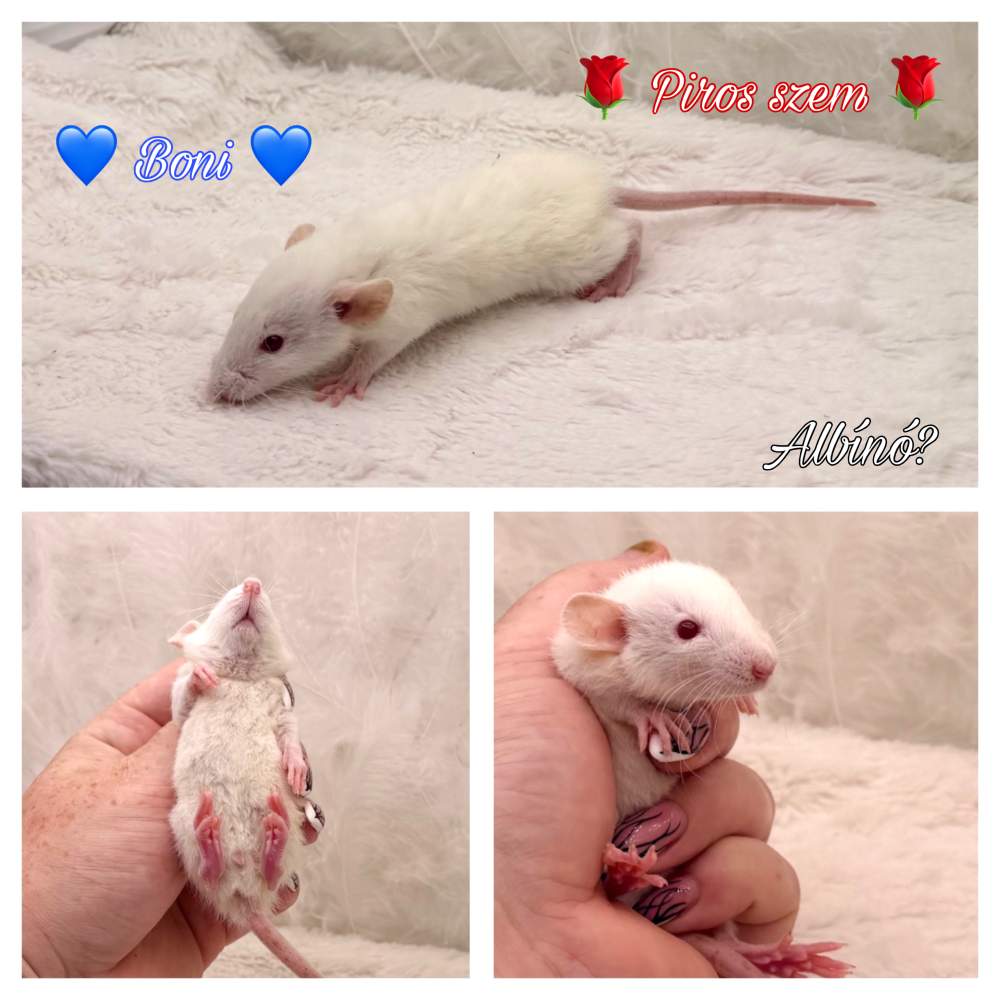 Fancy rat Available for rehoming Rattus norvegicus 