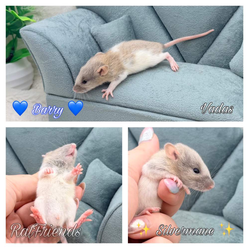 Fancy rat Available for rehoming Rattus norvegicus 