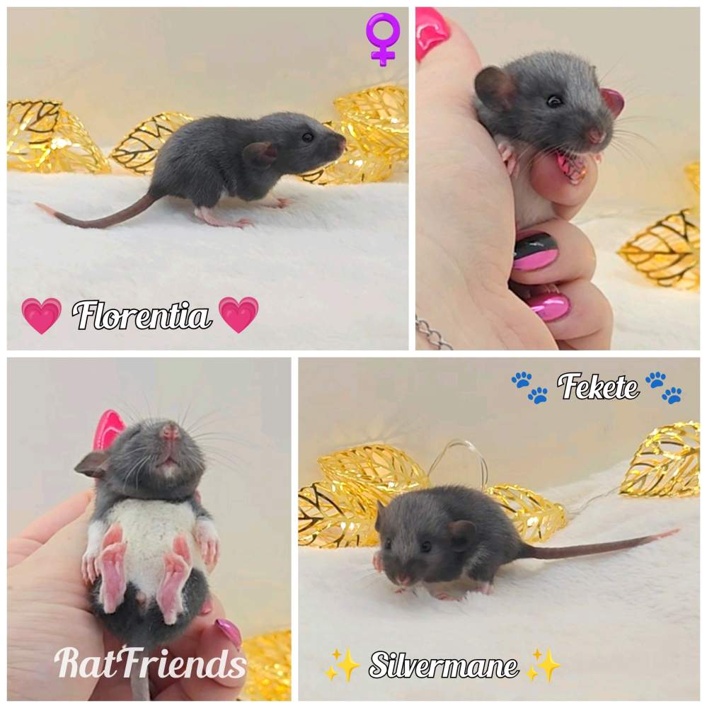 Fancy rat Owned by other Rattus norvegicus 