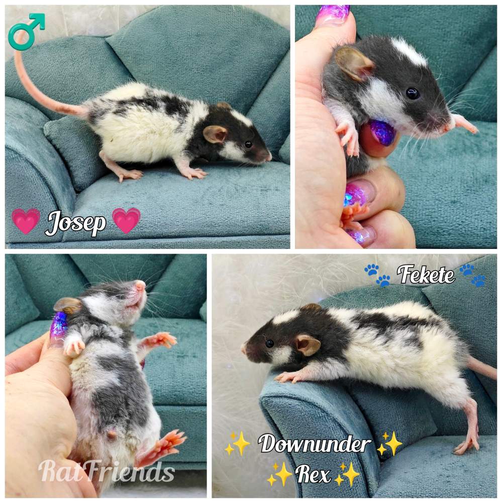 Fancy rat Owned by other Rattus norvegicus 