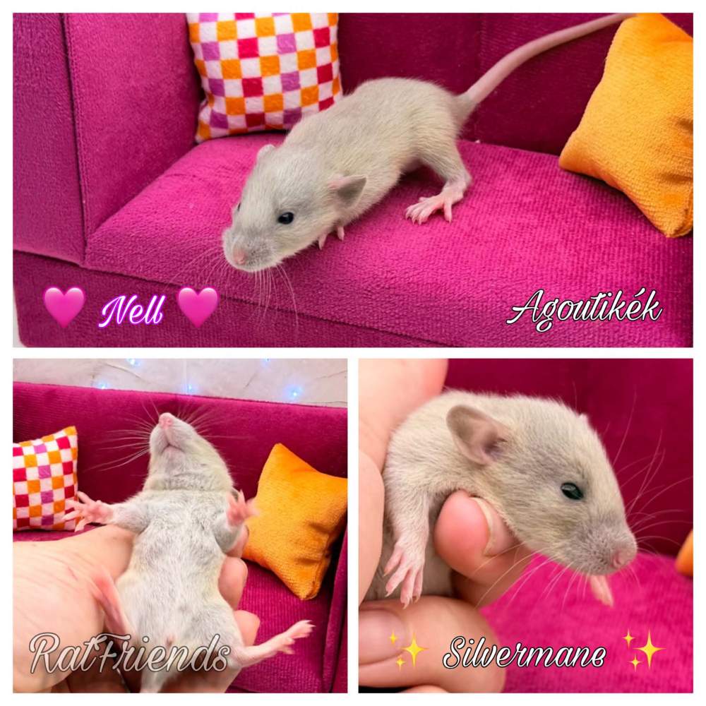 Fancy rat Available for rehoming Rattus norvegicus 