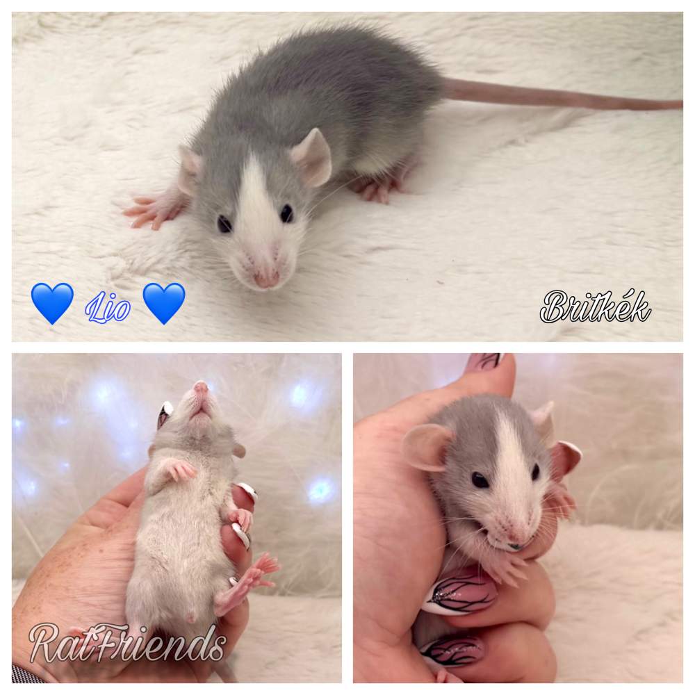 Fancy rat Available for rehoming Rattus norvegicus 