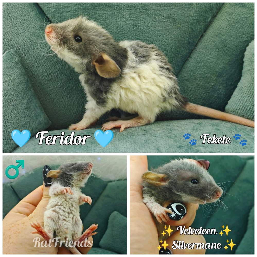 Fancy rat Available for rehoming Rattus norvegicus 