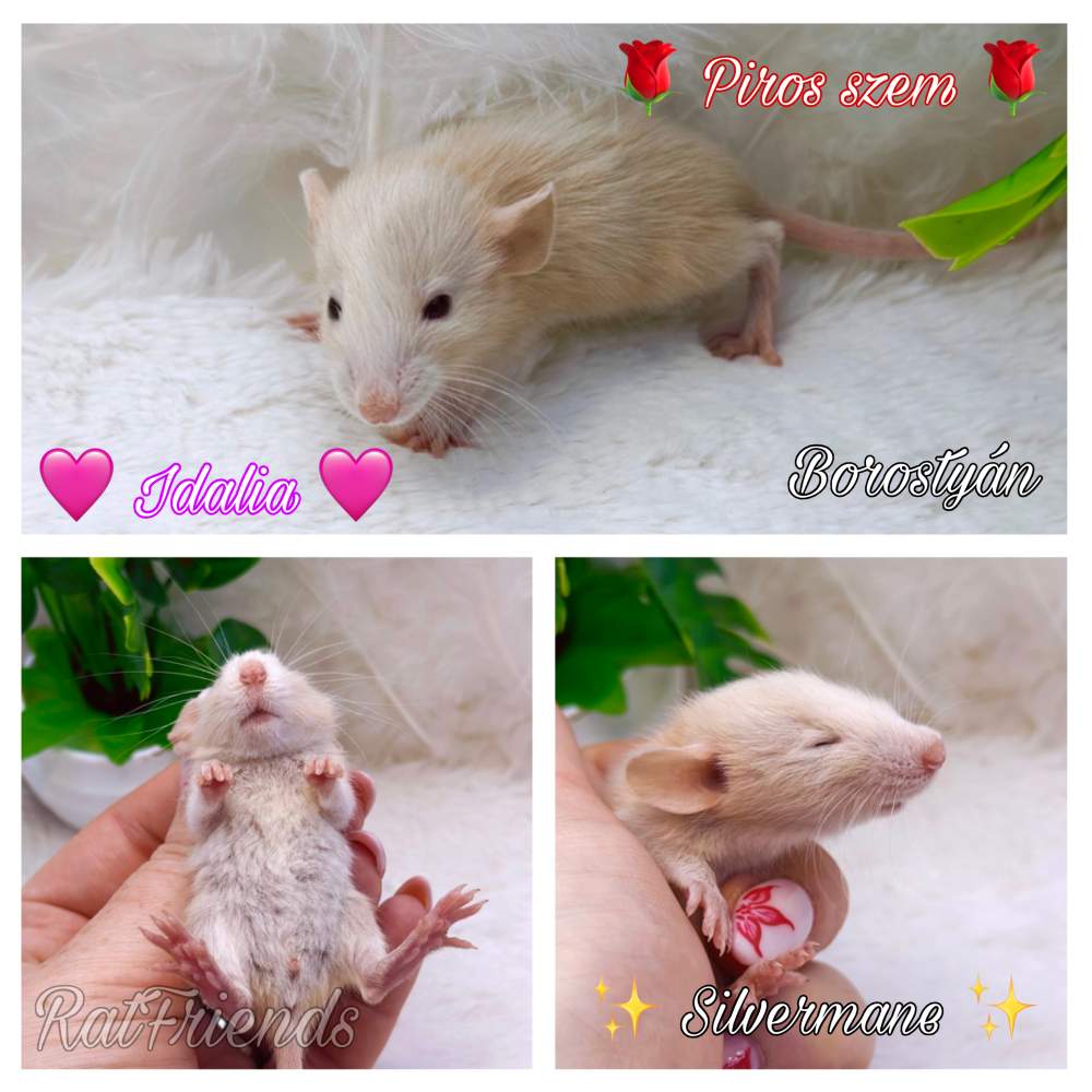 Fancy rat Breeder Rattus norvegicus 