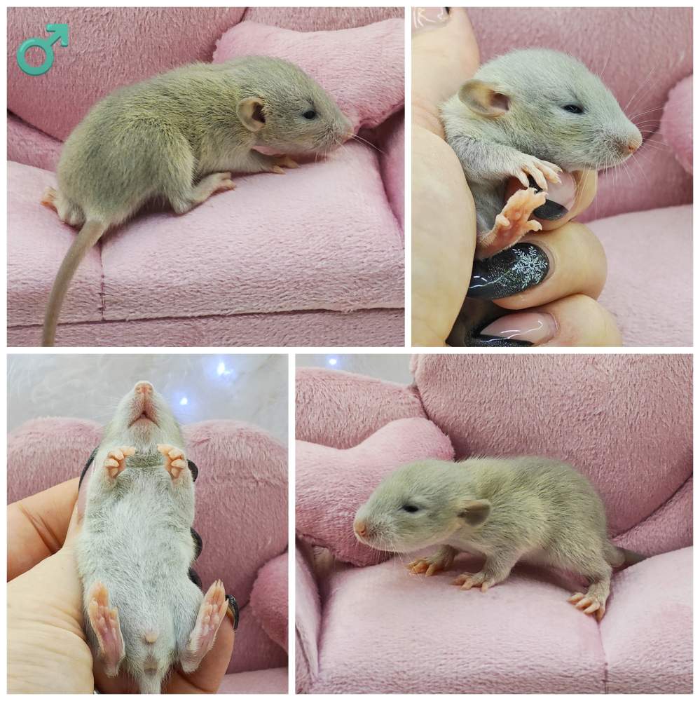 Fancy rat Owned by other Rattus norvegicus 