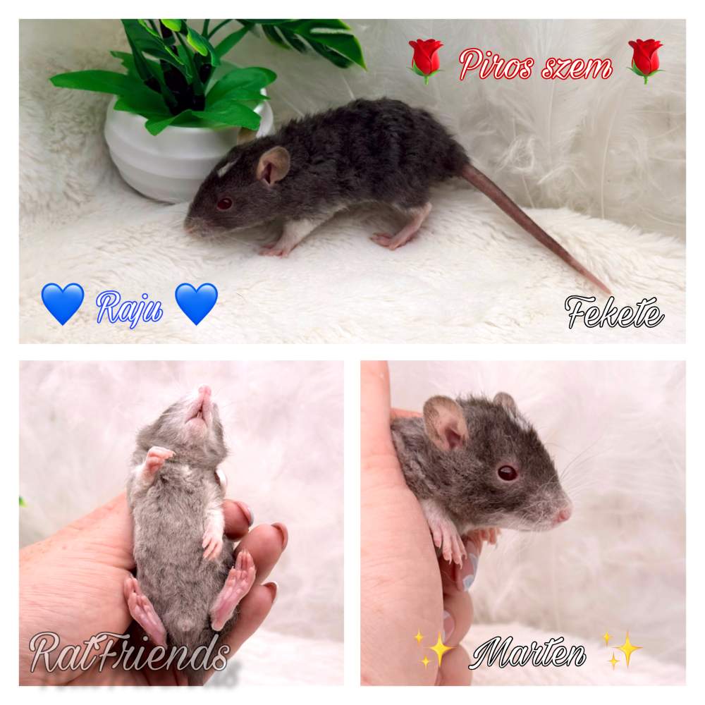 Fancy rat Available for rehoming Rattus norvegicus 