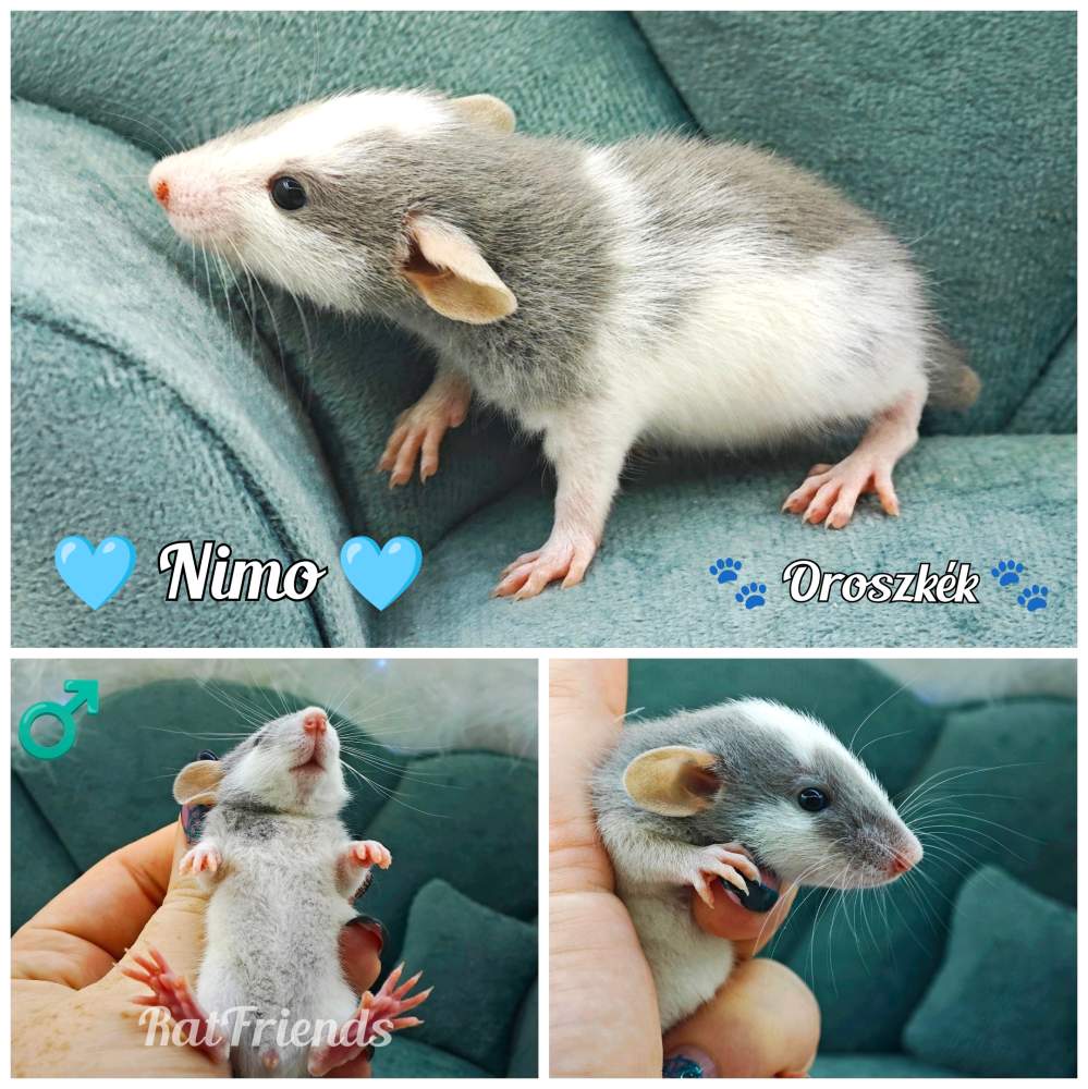 Fancy rat Available for rehoming Rattus norvegicus 