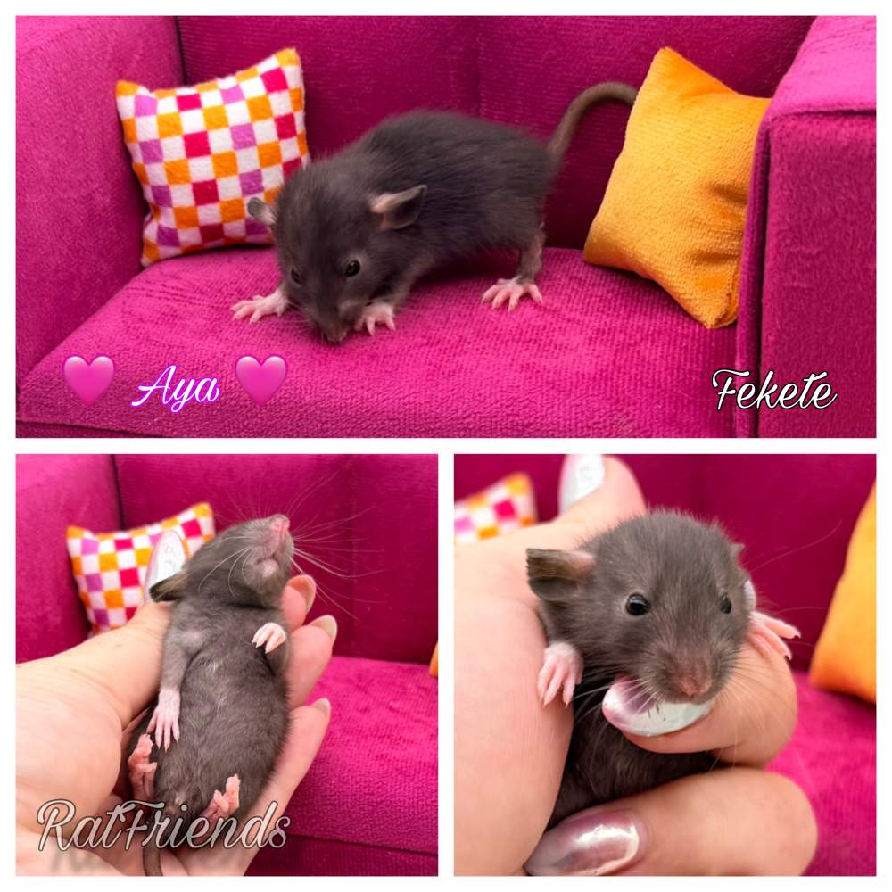 Fancy rat Breeder Rattus norvegicus 