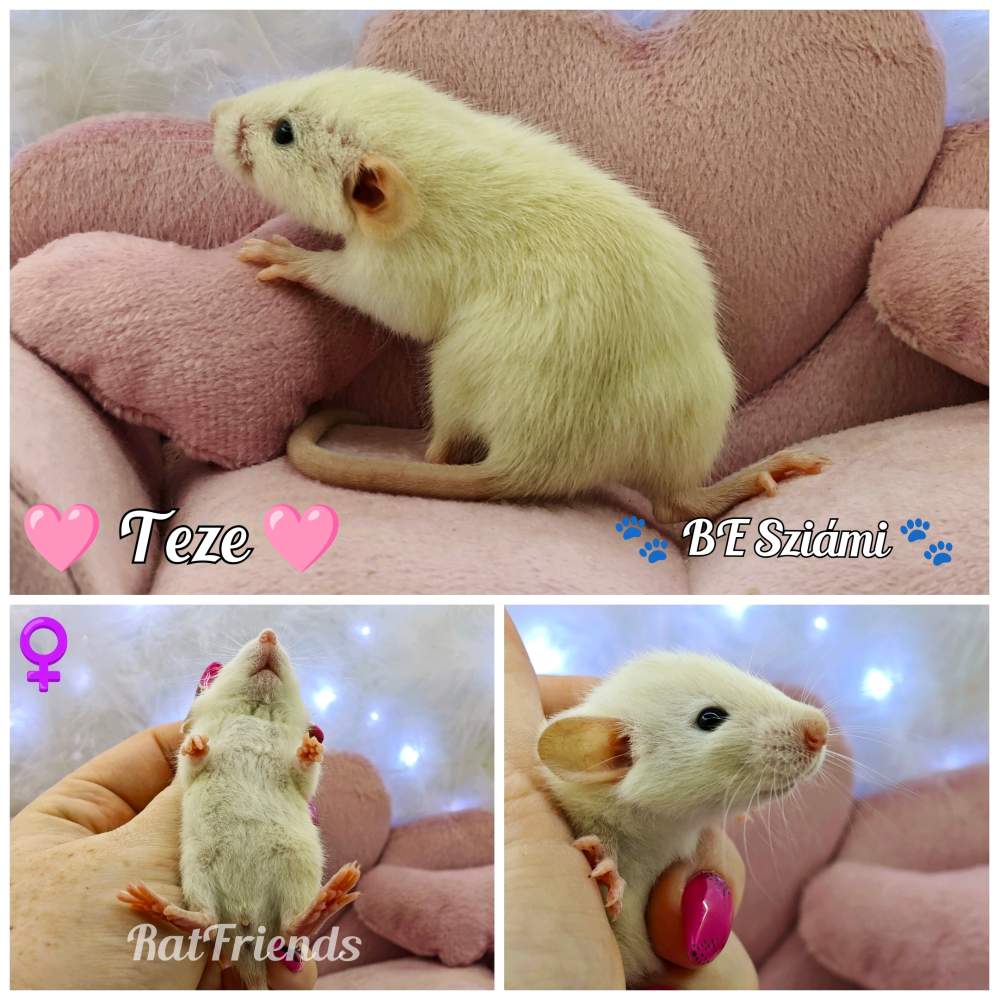 Fancy rat Available for rehoming Rattus norvegicus 