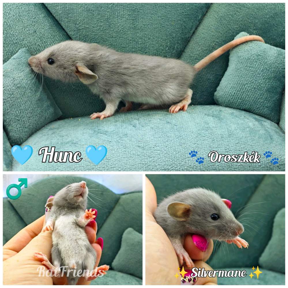 Fancy rat Available for rehoming Rattus norvegicus 