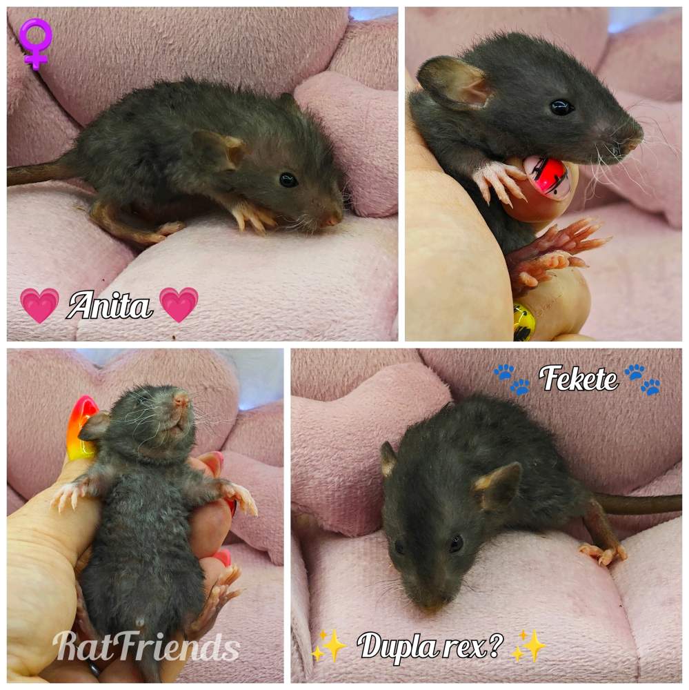 Fancy rat Pet only Rattus norvegicus 