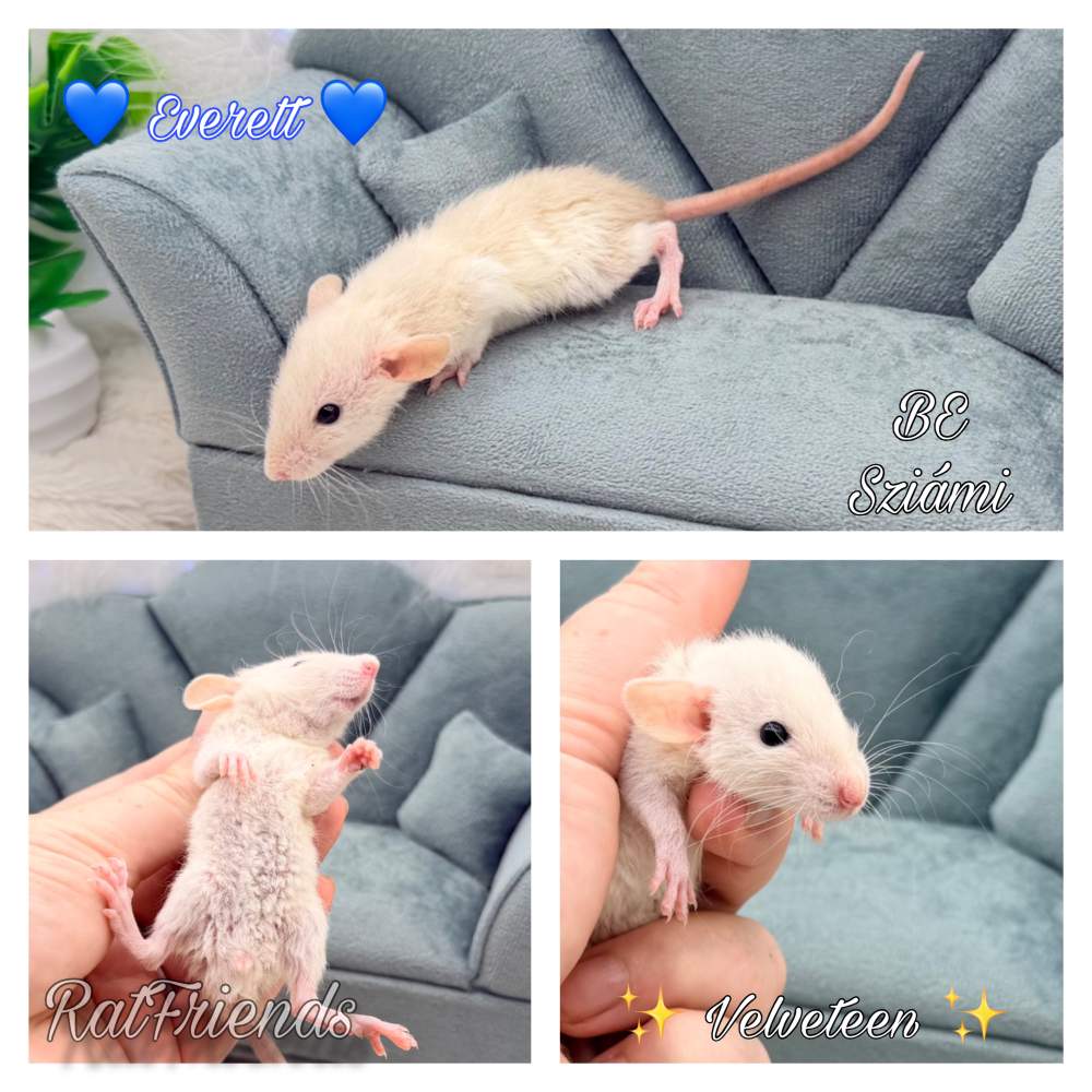 Fancy rat Available for rehoming Rattus norvegicus 