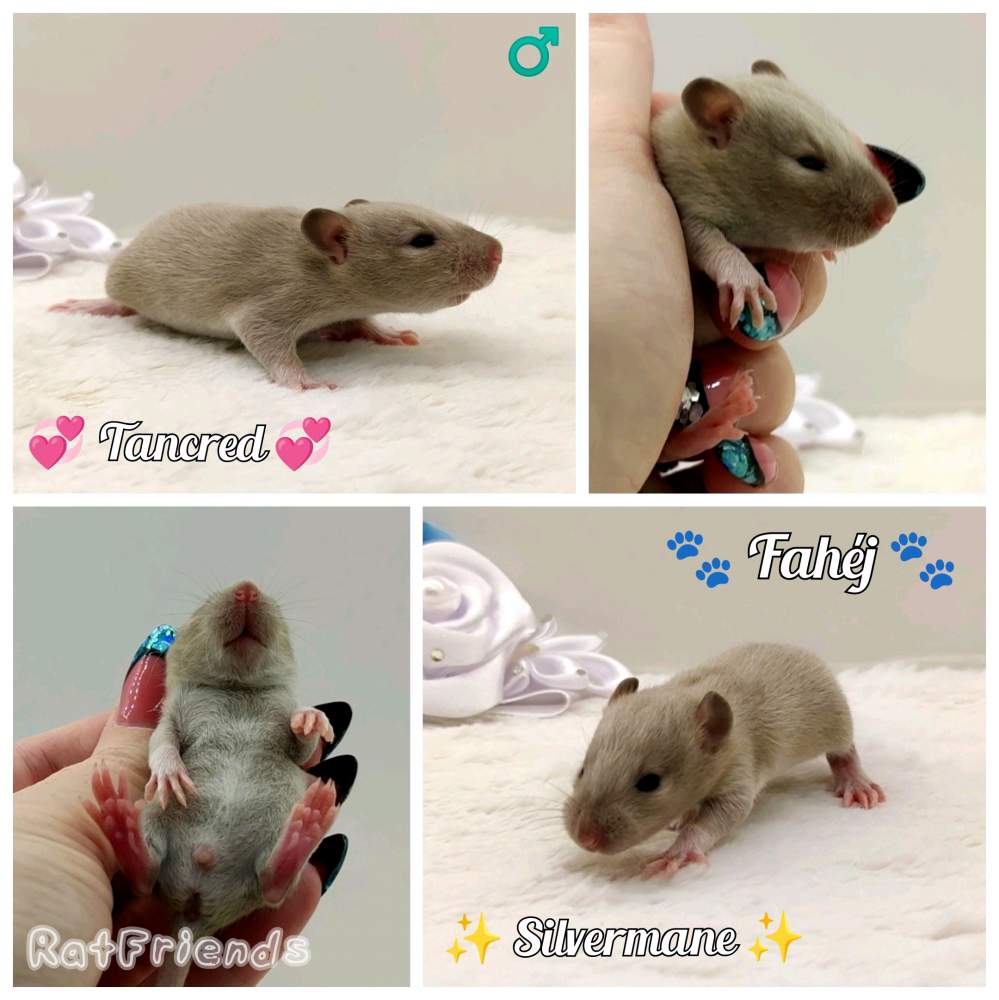 Fancy rat Breeder Rattus norvegicus 