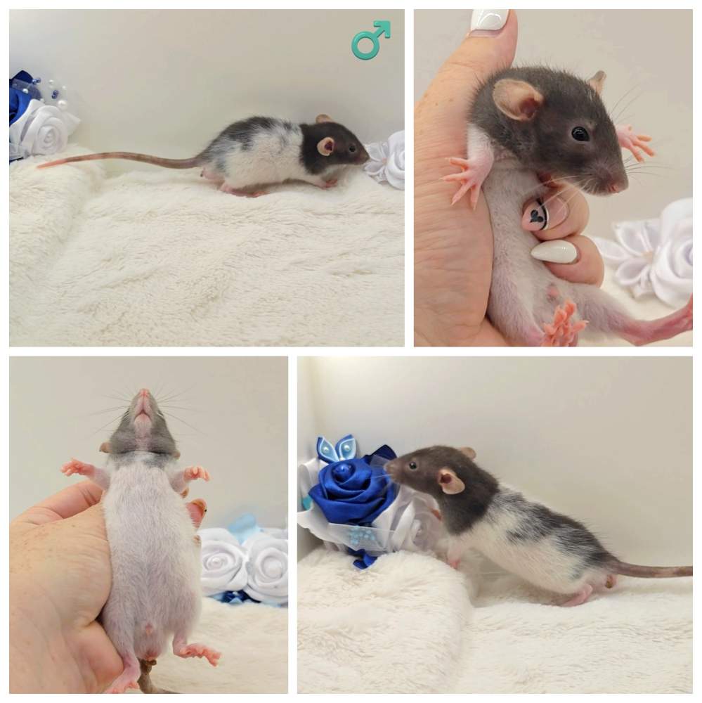 Fancy rat Breeder Rattus norvegicus 