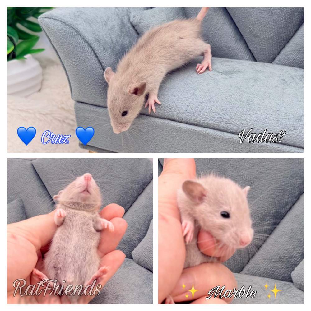 Fancy rat Available for rehoming Rattus norvegicus 