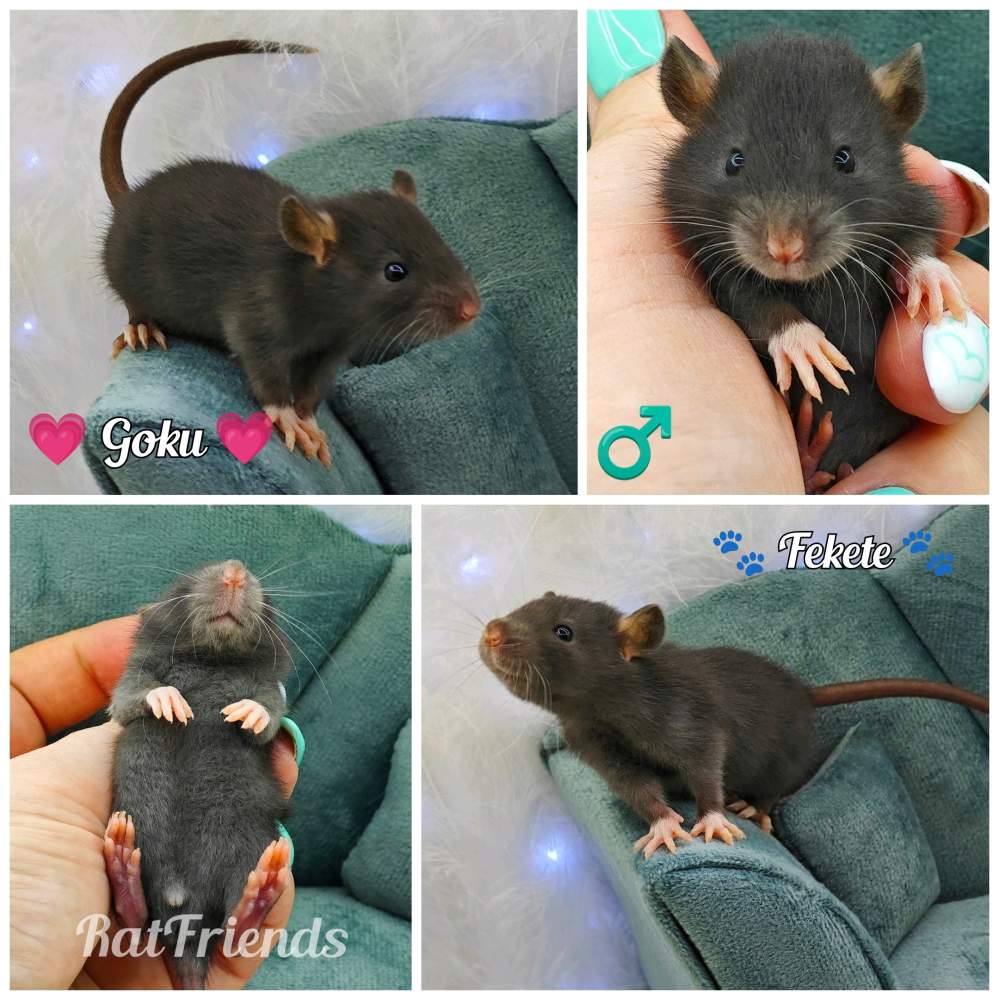 Fancy rat Owned by other Rattus norvegicus 