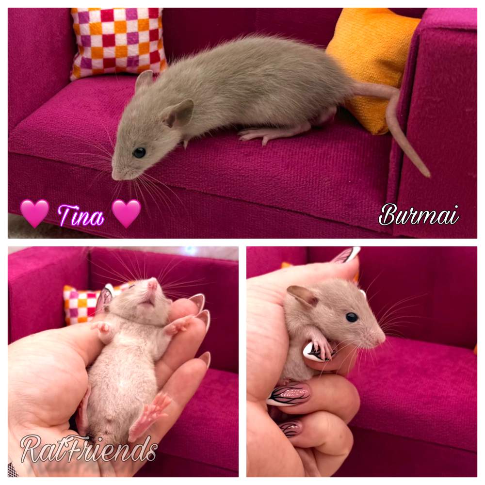 Fancy rat Available for rehoming Rattus norvegicus 