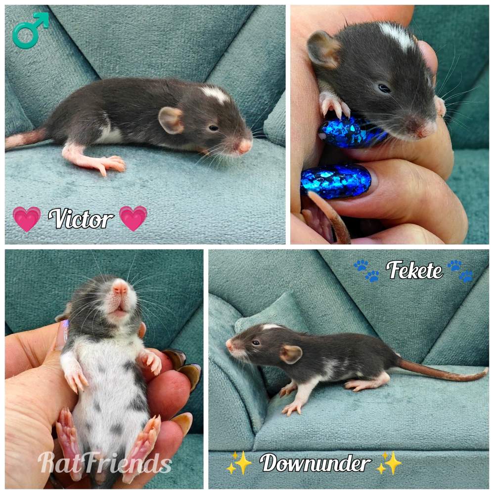 Fancy rat Owned by other Rattus norvegicus 