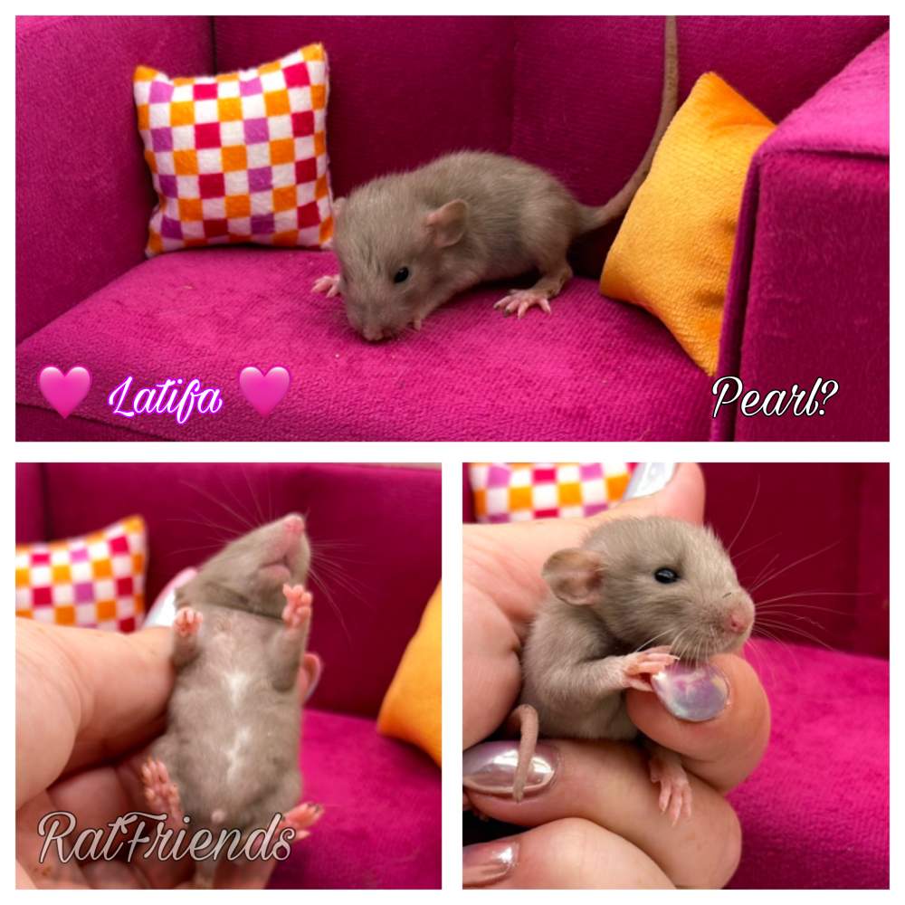 Fancy rat Breeder Rattus norvegicus 