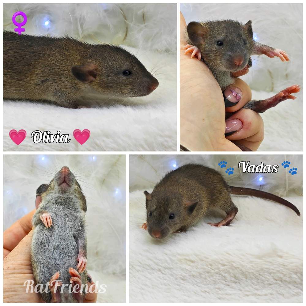 Fancy rat Owned by other Rattus norvegicus 