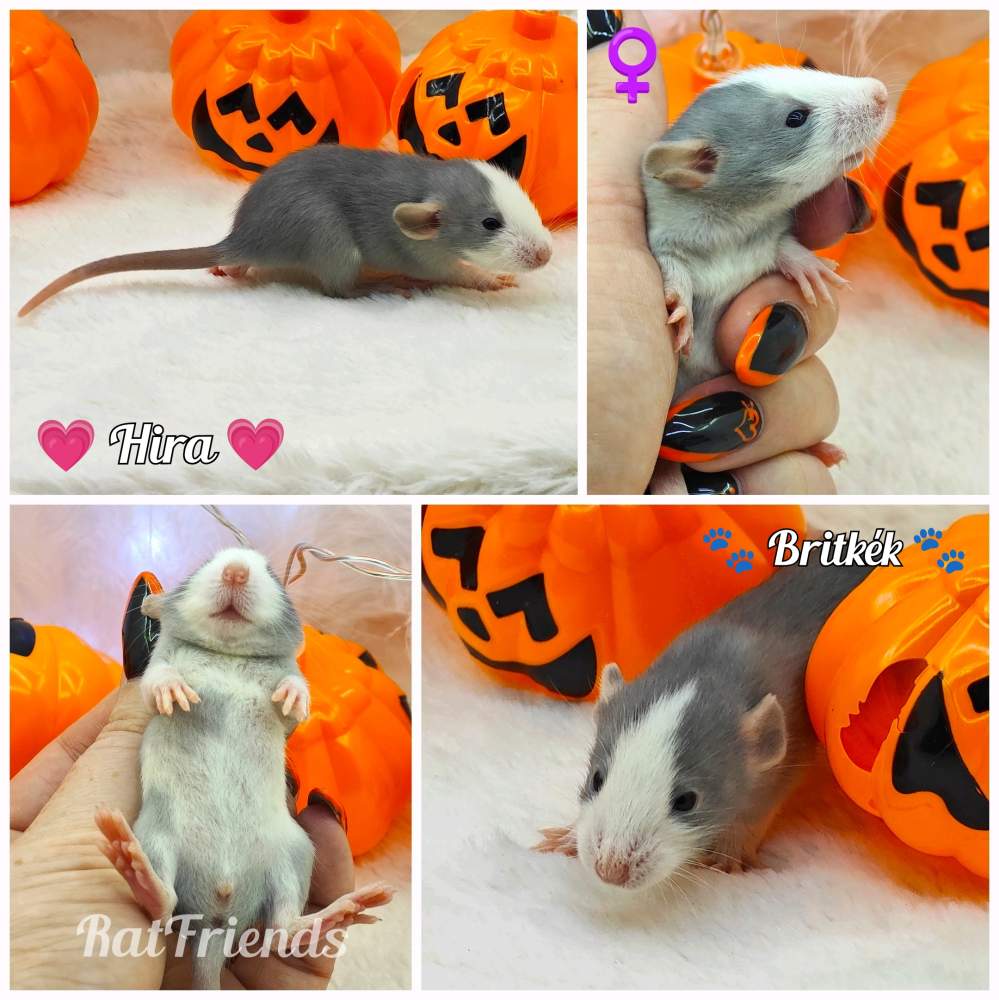 Fancy rat Owned by other Rattus norvegicus 
