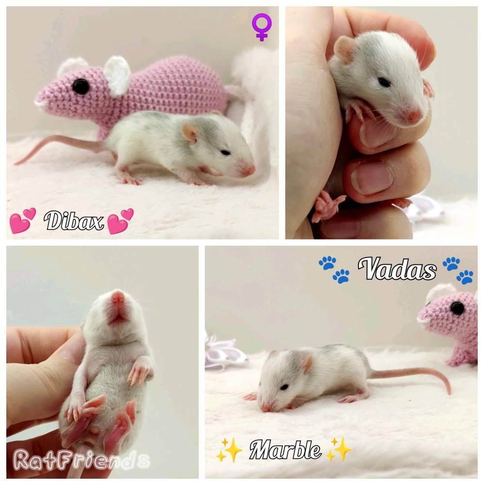 Fancy rat Breeder Rattus norvegicus 