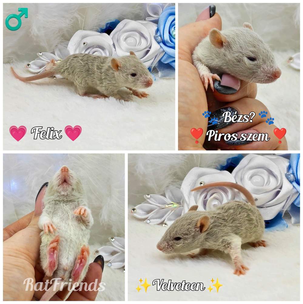 Fancy rat Owned by other Rattus norvegicus 