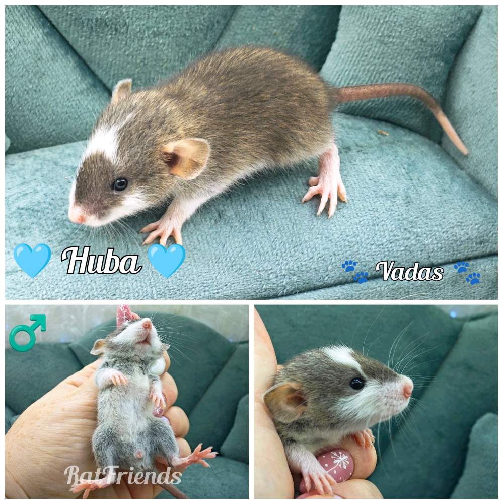 Fancy rat Owned by other Rattus norvegicus 