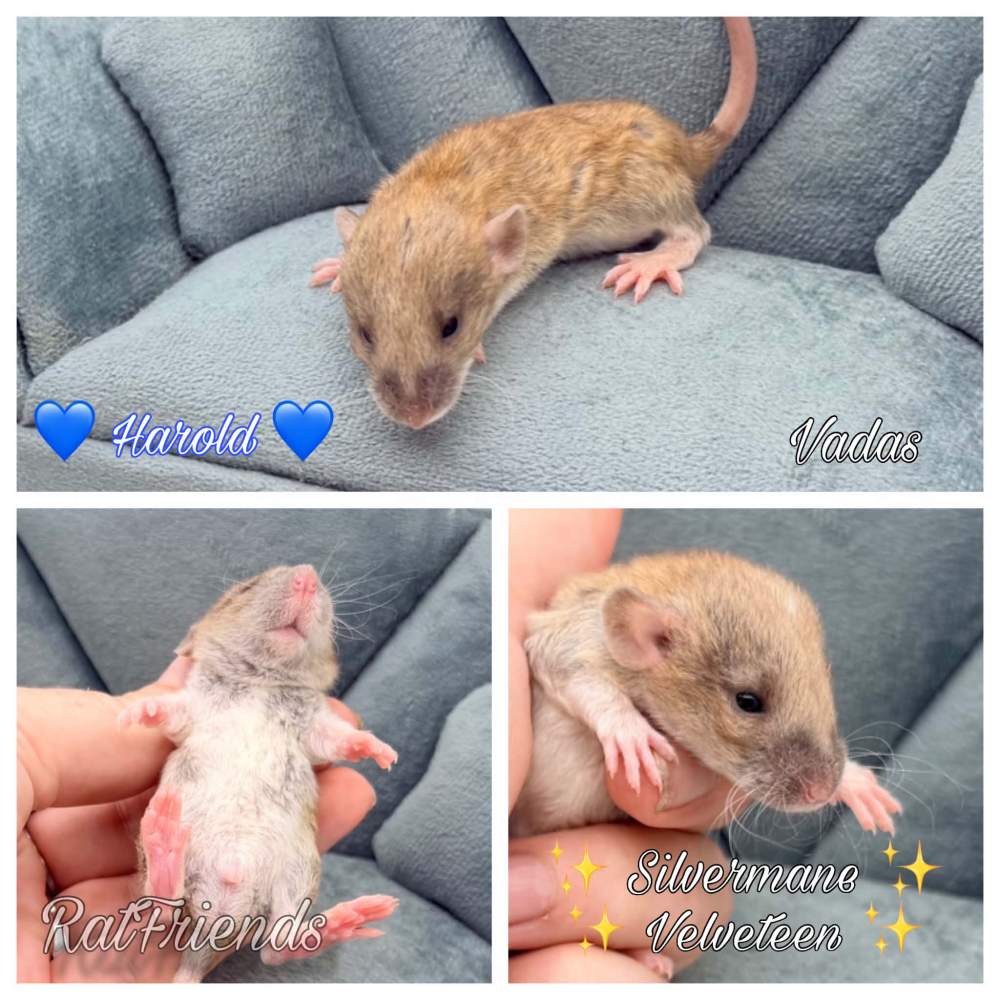 Fancy rat Available for rehoming Rattus norvegicus 