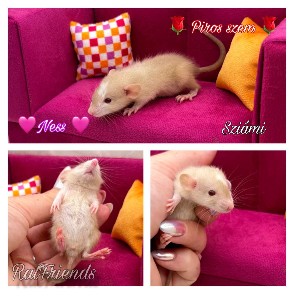 Fancy rat Breeder Rattus norvegicus 