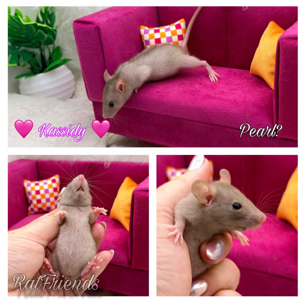 Fancy rat Breeder Rattus norvegicus 