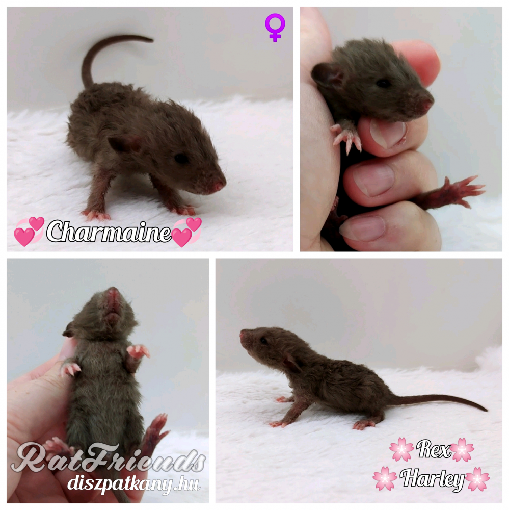 Fancy rat Owned by other Rattus norvegicus 
