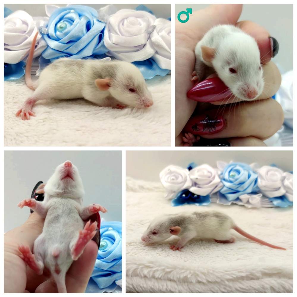 Fancy rat Breeder Rattus norvegicus 