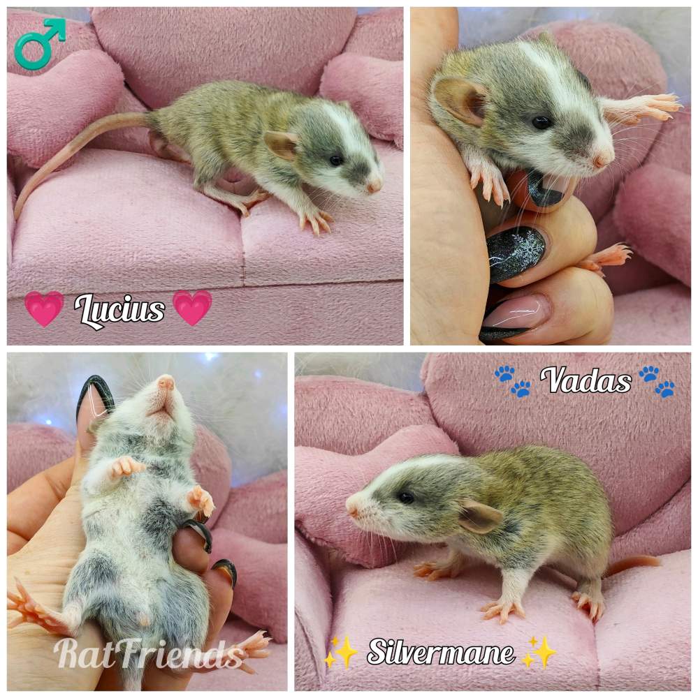 Fancy rat Owned by other Rattus norvegicus 