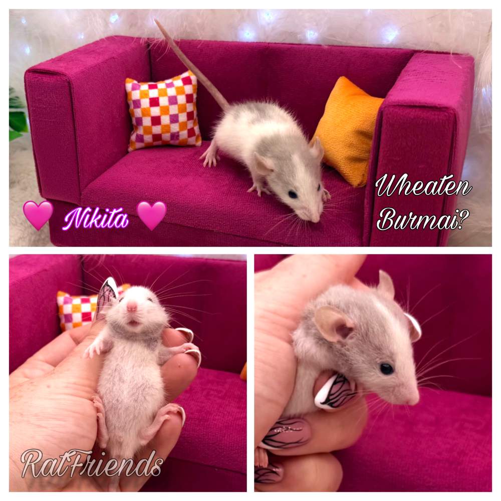 Fancy rat Available for rehoming Rattus norvegicus 