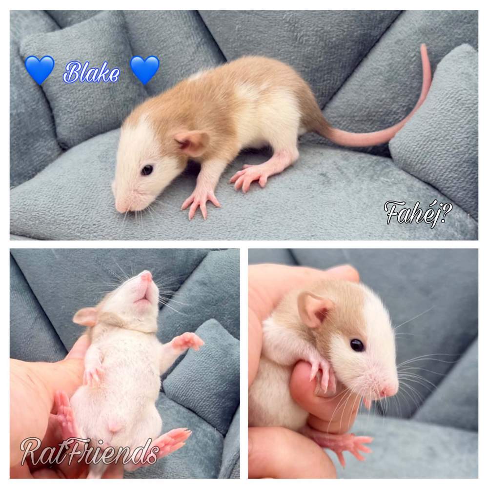 Fancy rat Available for rehoming Rattus norvegicus 