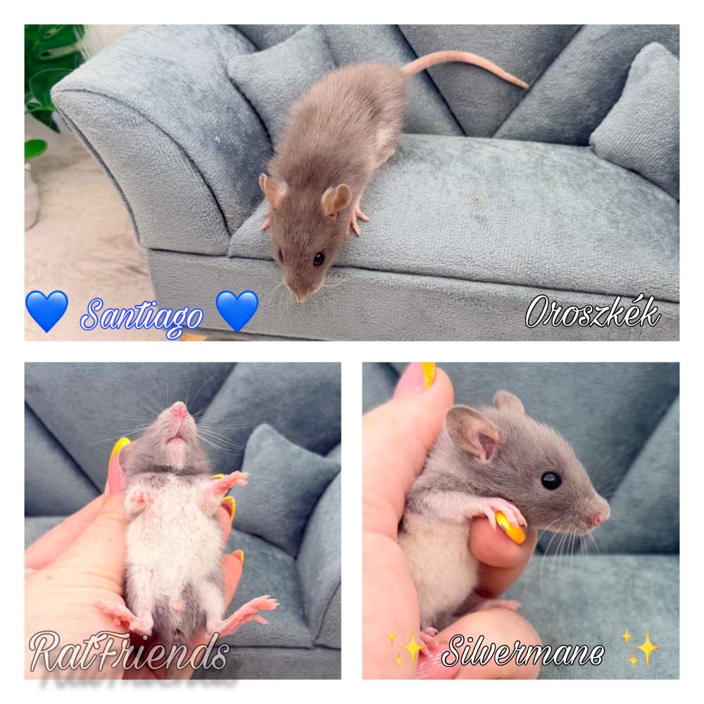 Fancy rat Available for rehoming Rattus norvegicus 