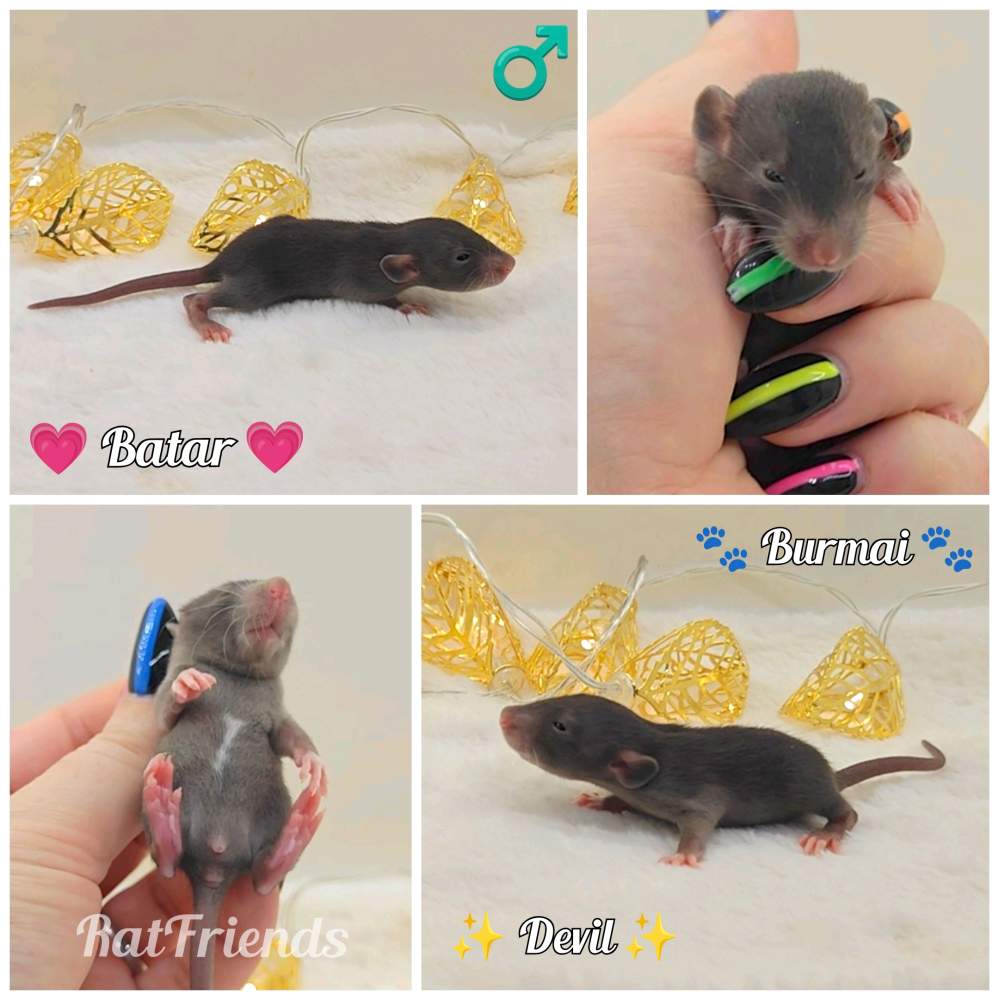 Fancy rat Owned by other Rattus norvegicus 