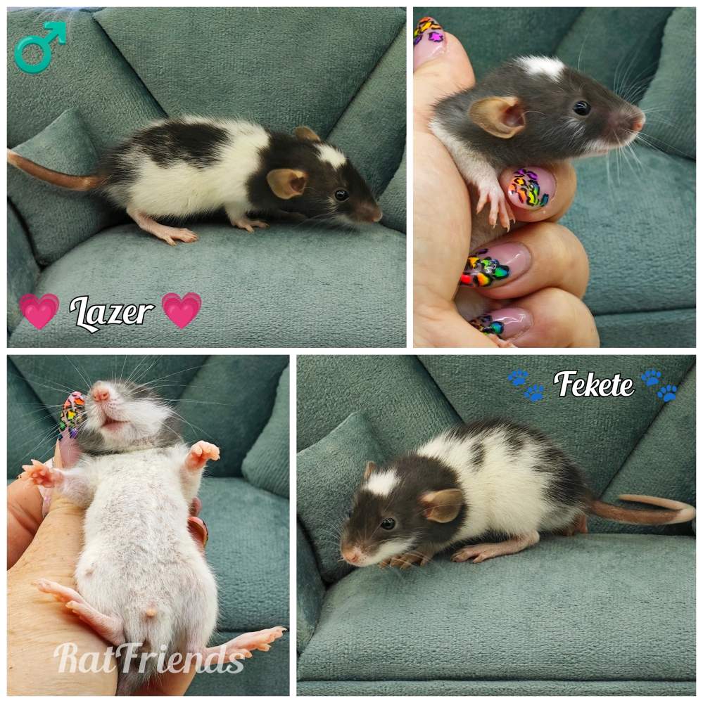 Fancy rat Rehomed Rattus norvegicus 