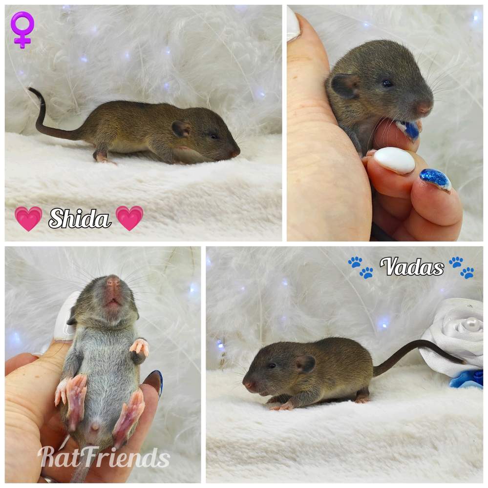 Fancy rat Owned by other Rattus norvegicus 