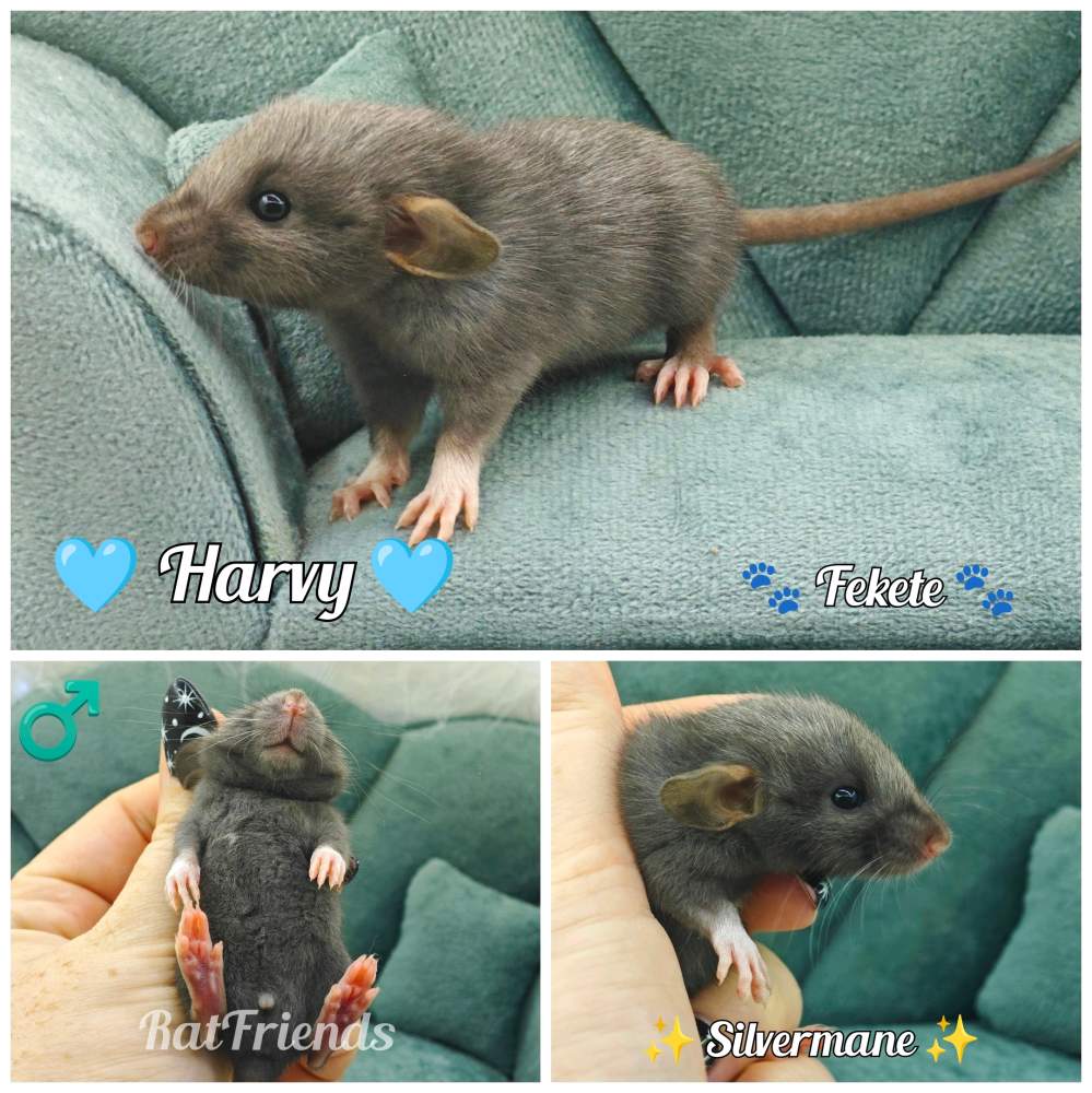 Fancy rat Rehomed Rattus norvegicus 